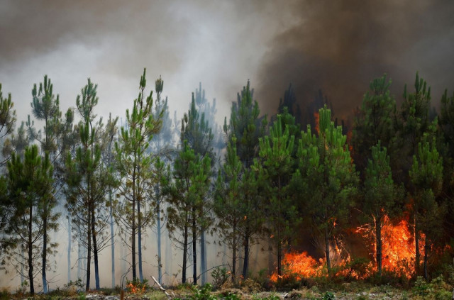a view shows burning trees wildfire spreading in gironde region of southwestern france august 11 2022 photo reuters a view shows burning trees wildfire spreading in gironde region of southwestern france august 11 2022 photo reuters