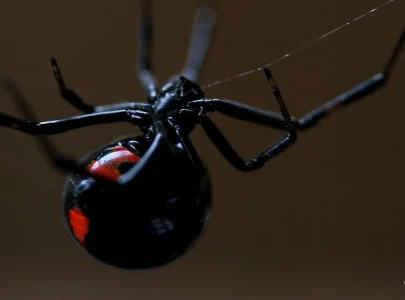 researchers develop real life sticky web gadget inspired by spider man