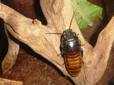 cockroaches as valentine s gift