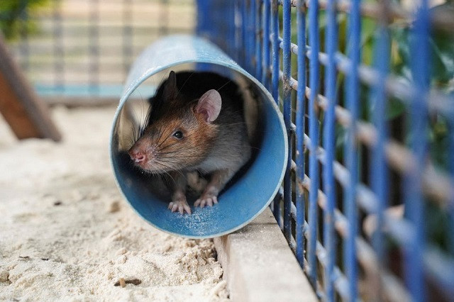 magawa the recently retired landmine detection rat sits in a tube in its cage at the apopo visitor center in siem reap cambodia june 10 2021 photo reuters