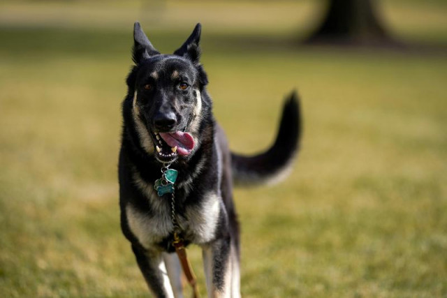 white house has no comment on dog bites man report involving biden s rescue pet white house has no comment on dog bites man report involving biden s rescue pet