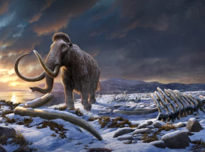 genome study intensifies mystery of what led to extinction of mammoths genome study intensifies mystery of what led to extinction of mammoths