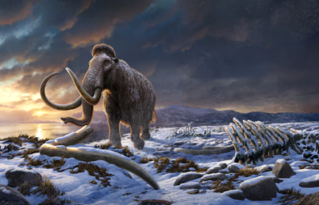 an undated artist s impression of the last woolly mammoth on wrangel island in the arctic ocean off the coast of siberia russia photo reuters an undated artist s impression of the last woolly mammoth on wrangel island in the arctic ocean off the coast of siberia russia photo reuters