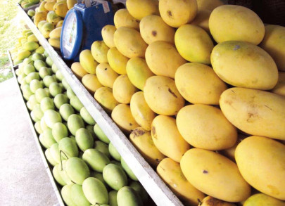 mango exports delay in documentation hinders process
