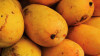 mango sago fever grips capital mango sago fever grips capital