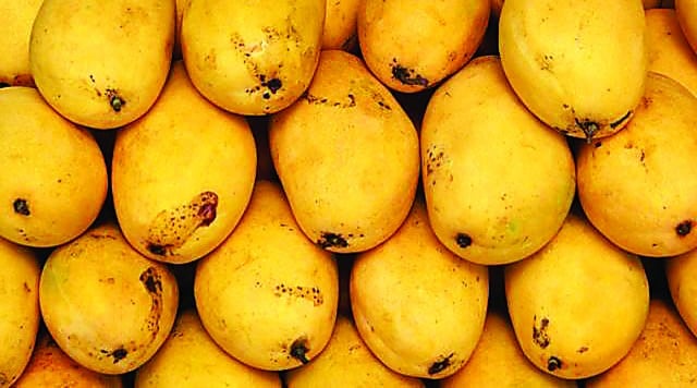 10 pakistani mangoes sold for 120 in dubai after repackaging