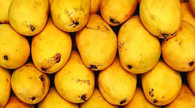 first mango shipment to us by june first mango shipment to us by june