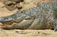 the crocodile s numbers have dropped by 30 to 35 over the past two decades photo anadolu agency