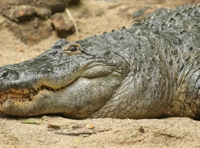 pakistan s marsh crocodiles falling prey to climate ravages pakistan s marsh crocodiles falling prey to climate ravages