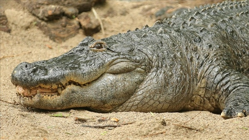 the crocodile s numbers have dropped by 30 to 35 over the past two decades photo anadolu agency