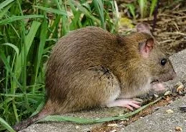 cda makes plans to fight mice