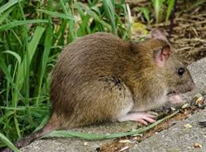 cda makes plans to fight mice cda makes plans to fight mice