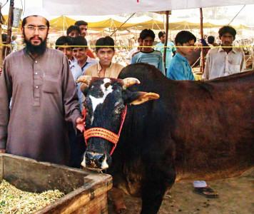 miracle ox steals the show