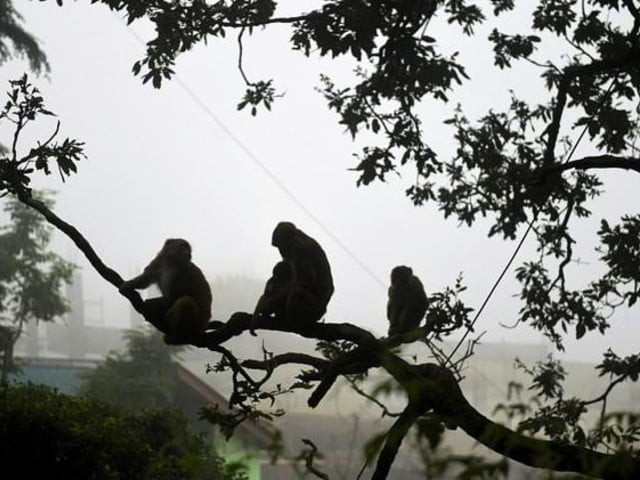 monkeys are a regular sight in some indian cities photo afp file monkeys are a regular sight in some indian cities photo afp file