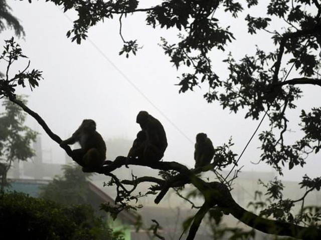 monkeys are a regular sight in some indian cities photo afp file