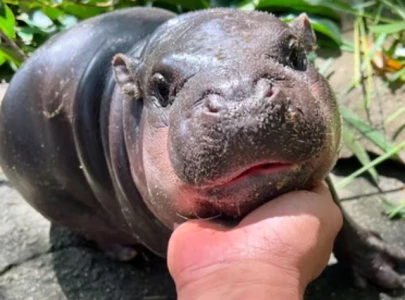 thailand s pygmy hippo moo deng celebrates first birthday amid fading internet fame thailand s pygmy hippo moo deng celebrates first birthday amid fading internet fame