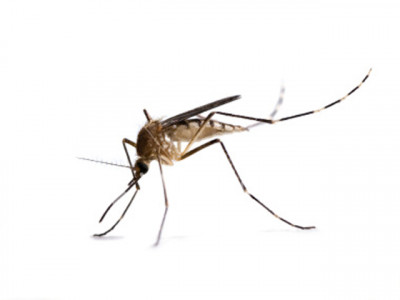 dengue plagues sindh punjab