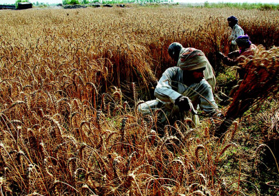 apprehensions wheat procurement delay to harm farmers apprehensions wheat procurement delay to harm farmers