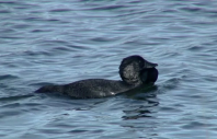 a male musk duck swims in a pond photo reuters file