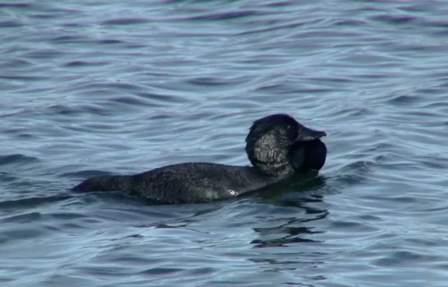 a male musk duck swims in a pond photo reuters file a male musk duck swims in a pond photo reuters file