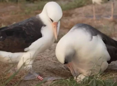 74 year old world s oldest wild bird lays egg