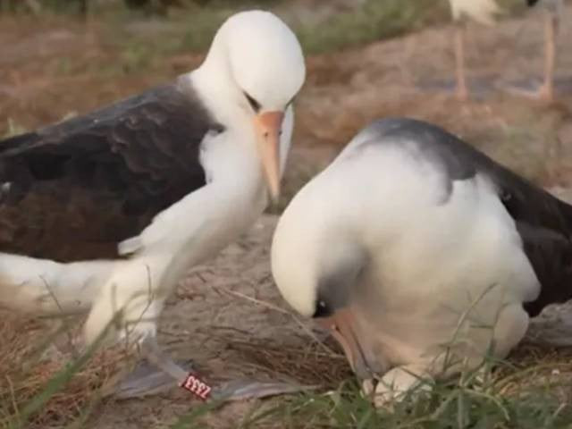 74 year old world s oldest wild bird lays egg