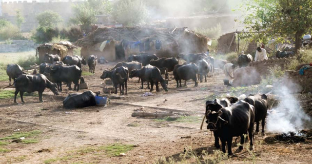 no room for cattle in gowala colony no room for cattle in gowala colony