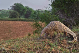 pakistan s pangolins need more than armour