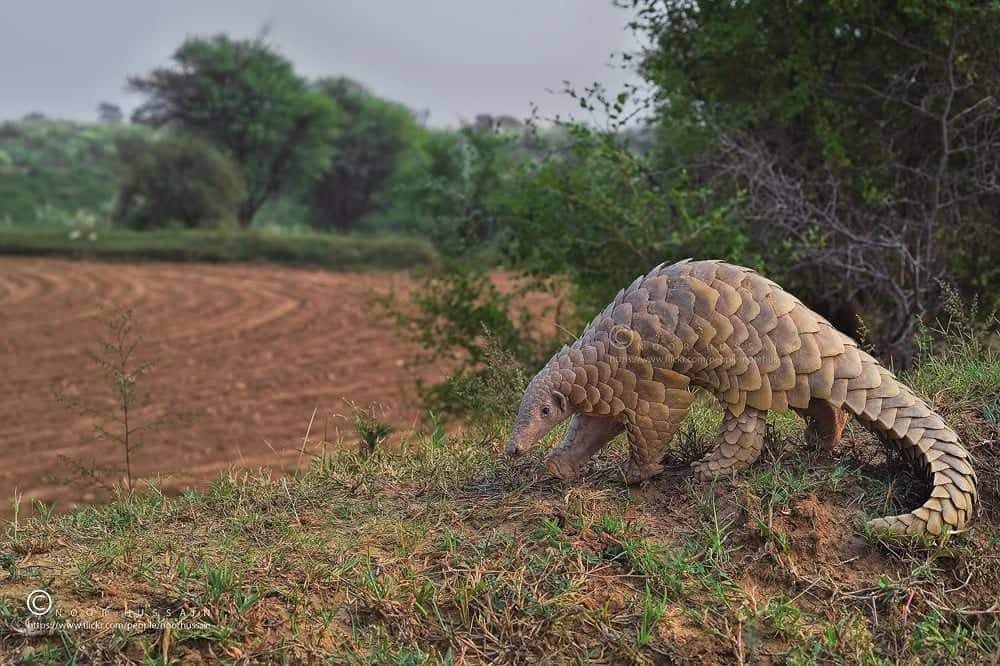pakistan-s-pangolins-need-more-than-armour-or-the-express-tribune