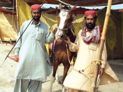 cattle parade sukkur s horses and bullocks steal the show