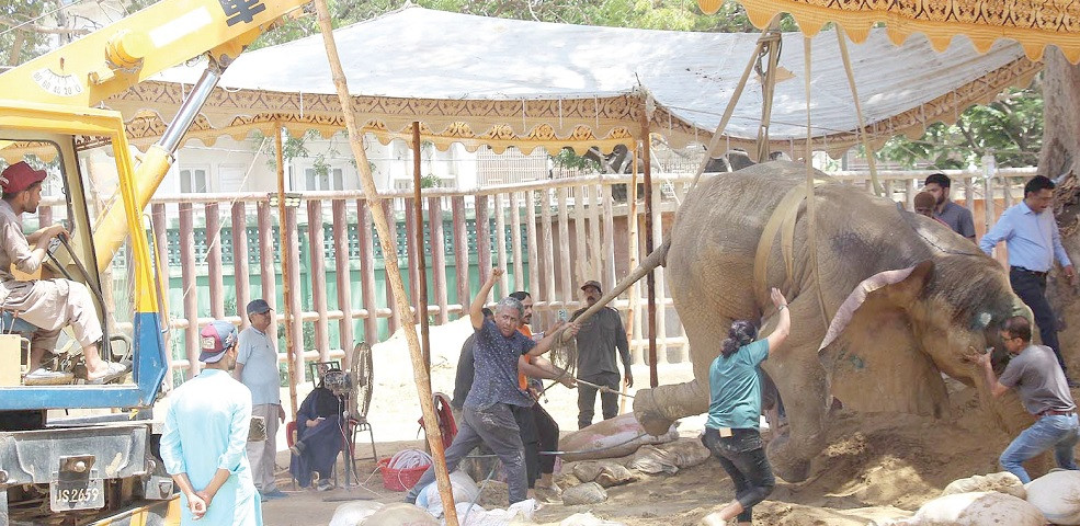 karachi zoo doctors use crane to change the position of sick noor jahan lying on one side for the last three days photo nni