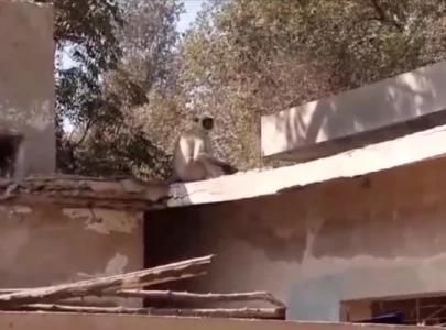 grey langur escapes sukkur rehabilitation centre