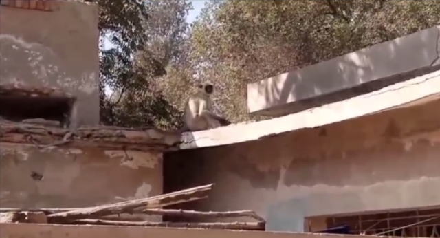 the escaped northern gray langur rests on a rooftop photo screengrab the escaped northern gray langur rests on a rooftop photo screengrab