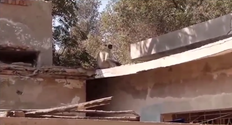 the escaped northern gray langur rests on a rooftop photo screengrab