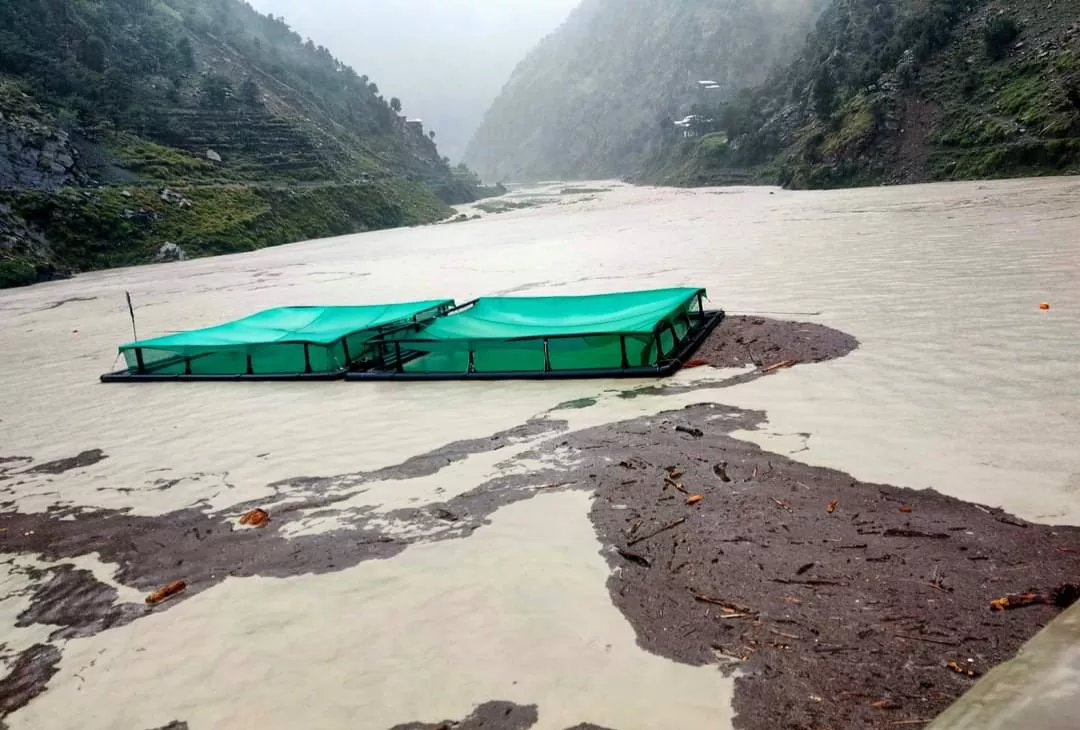 swat flood deals severe blow to trout fish farming swat flood deals severe blow to trout fish farming