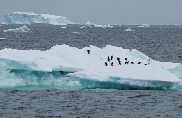 penguins are seen on an iceberg as scientists investigate the impact of climate change on antarctica s penguin colonies on the northern side of the antarctic peninsula antarctica january 15 2022 photo reuters