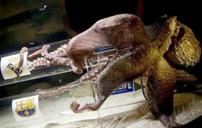 octopus predicts real will reach champions final octopus predicts real will reach champions final