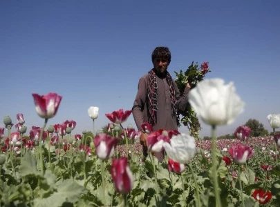 afghanistan opium poppy supply plummets 95 after taliban ban un says