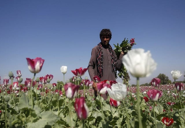 an afghan man works on a poppy field in jalalabad province on april 17 2014 photo reuters an afghan man works on a poppy field in jalalabad province on april 17 2014 photo reuters