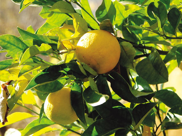 export target for oranges achieved export target for oranges achieved
