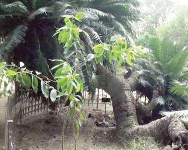 strong and resilient bagh e jinnah s 150 year old tree lives on
