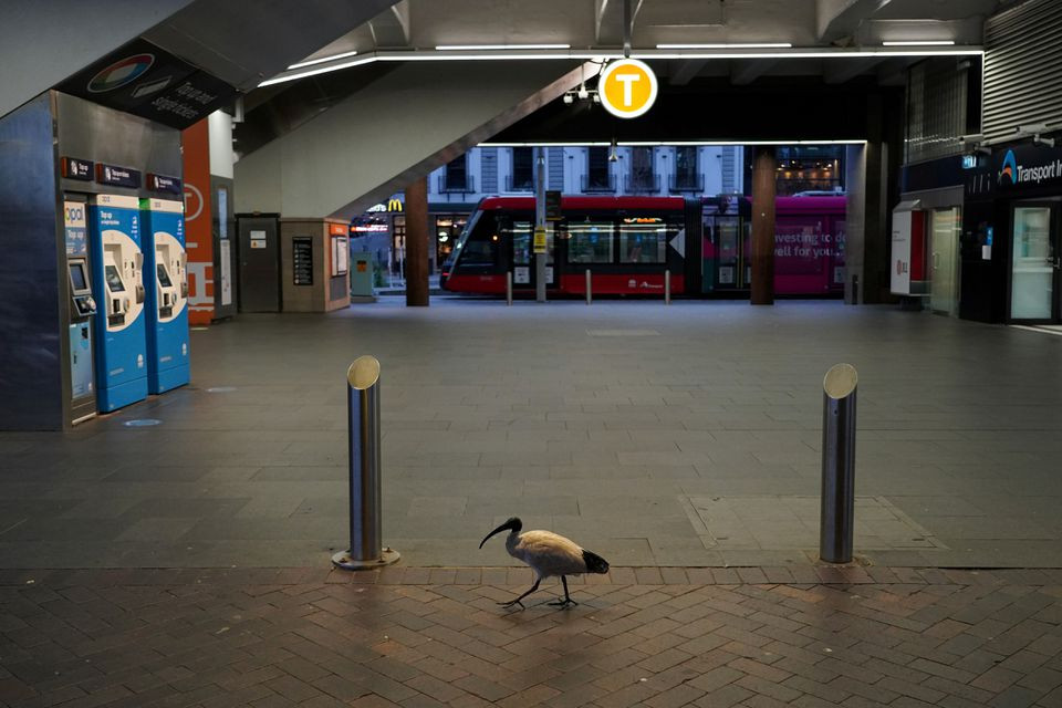 a lone bird walks past the quiet circular quay train station during a lockdown to curb the spread of a coronavirus disease covid 19 outbreak in sydney australia july 28 2021 photo reuters