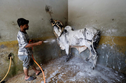 people take sacrificial animals to service stations ahead of eidul azha people take sacrificial animals to service stations ahead of eidul azha