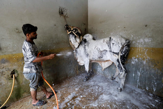 a worker applies foam to clean the bull during a spray wash at an automobile service station ahead of the muslim festival of sacrifice eidul azha as the coronavirus disease outbreak continues in karachi photo reuters a worker applies foam to clean the bull during a spray wash at an automobile service station ahead of the muslim festival of sacrifice eidul azha as the coronavirus disease outbreak continues in karachi photo reuters