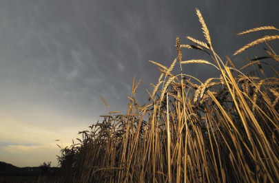 pakistan likely to cancel wheat export plans pakistan likely to cancel wheat export plans