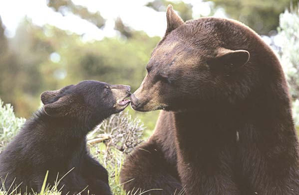 pakistan s fighting bears get sanctuary in balkasar