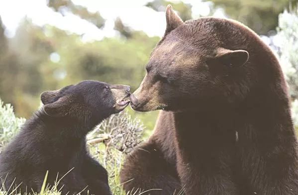 pakistan s fighting bears get sanctuary in balkasar pakistan s fighting bears get sanctuary in balkasar