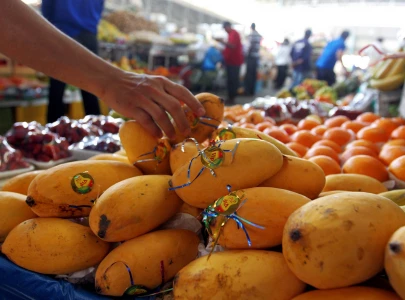 chinese consumers enjoy pakistani mangoes as 800 cartons arrive in china chinese consumers enjoy pakistani mangoes as 800 cartons arrive in china