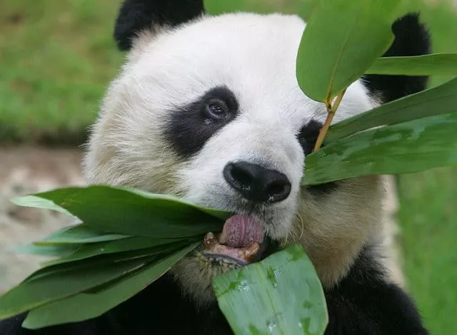 male giant panda an an eats bamboo leaves at the hong kong ocean park march 9 2006 photo reuters male giant panda an an eats bamboo leaves at the hong kong ocean park march 9 2006 photo reuters