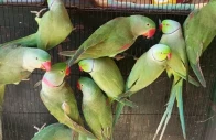 human behavior is mostly to blame for the decline into locally endangered status of parakeets photo anadolu agency
